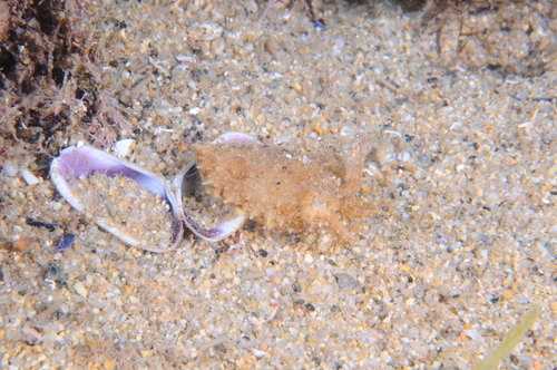 Pink Cuttlefish - Photo (c) xavi salvador costa, some rights reserved (CC BY-NC)