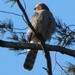 Eurasian Goshawk - Photo (c) Vicenç Roig Vidal, some rights reserved (CC BY-NC), uploaded by Vicenç Roig Vidal
