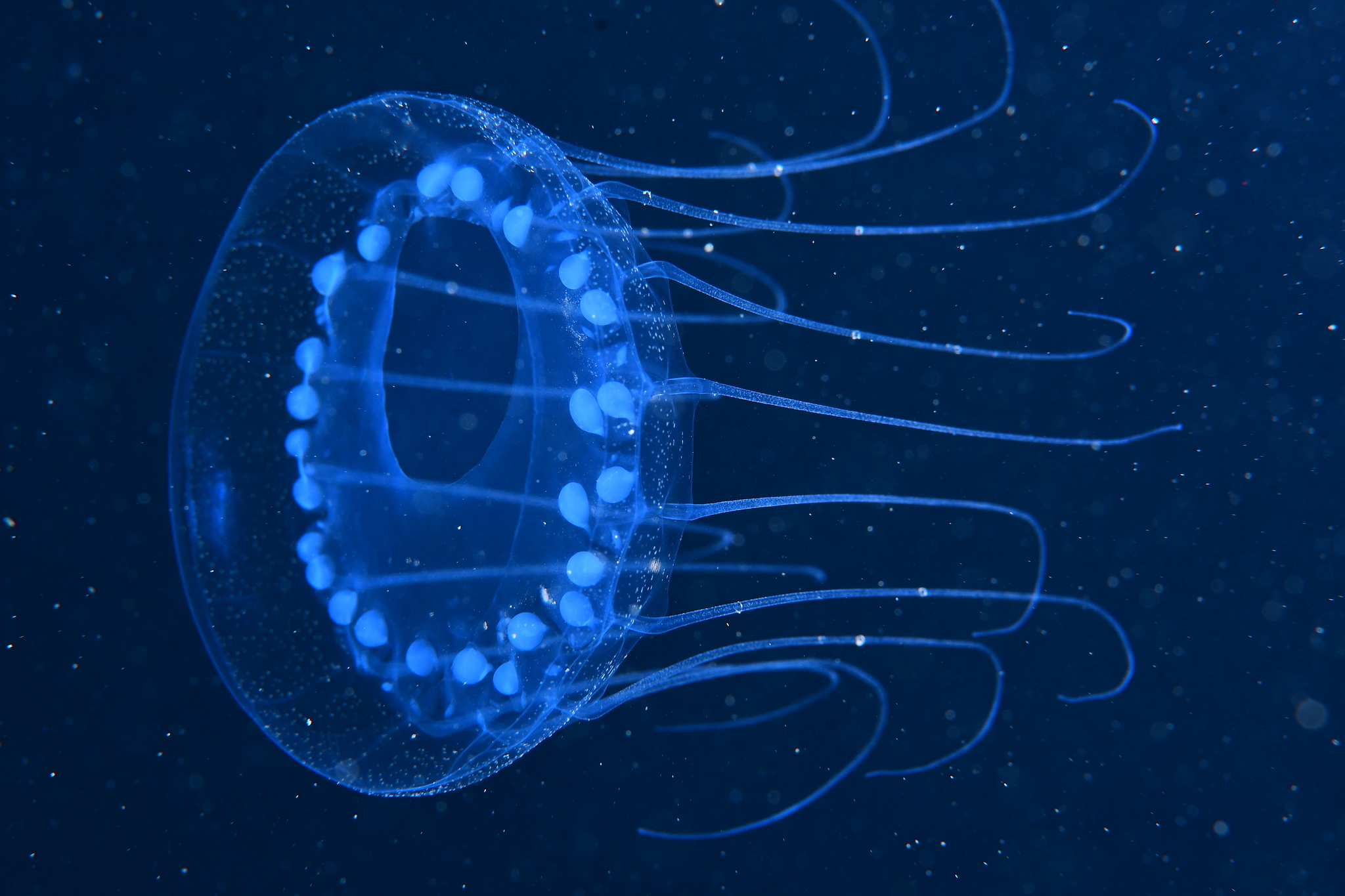 Solmissus Haeckel, 1879