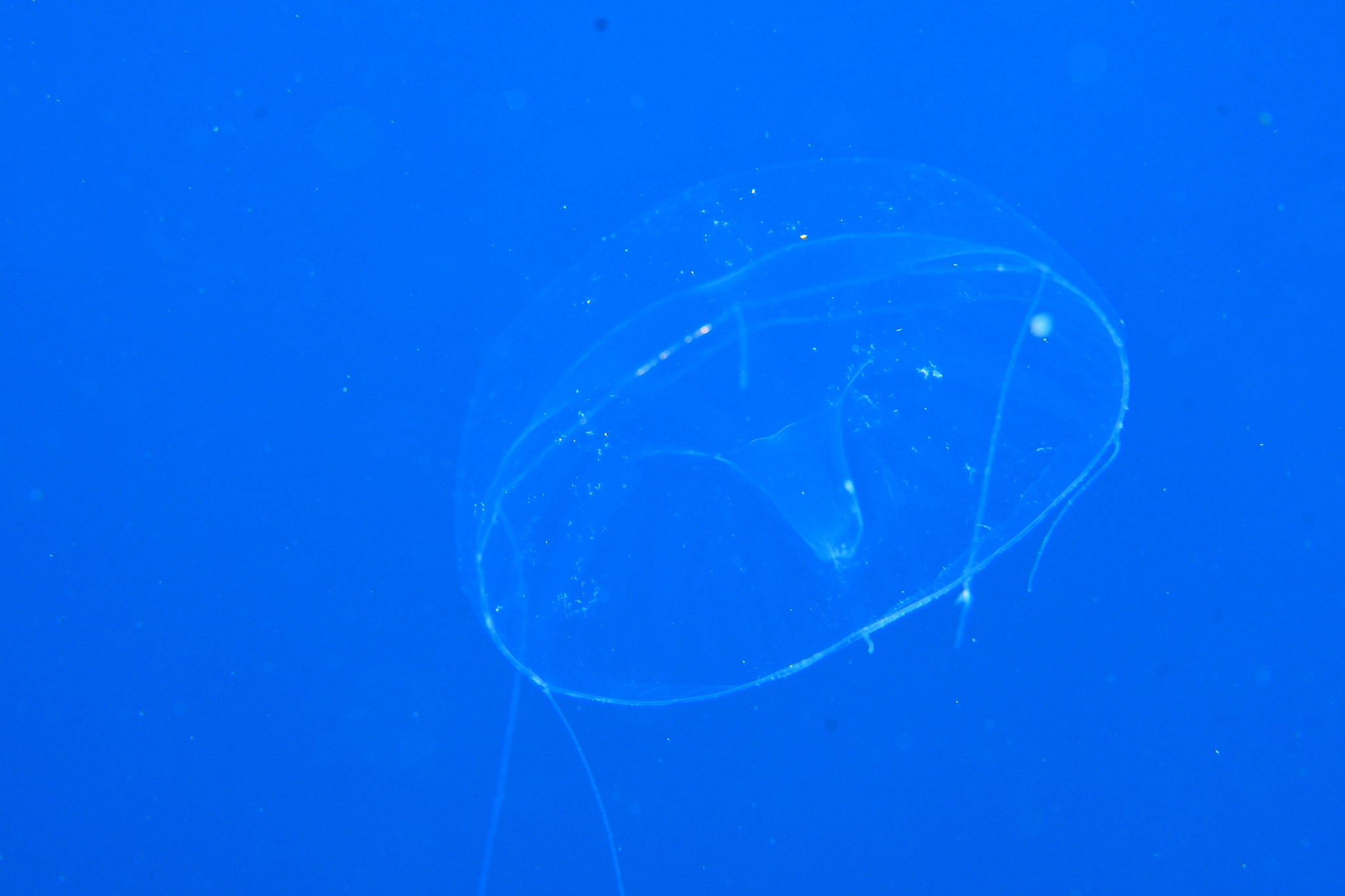 Geryonia proboscidalis (Forsskål, 1775)