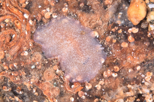 Discocelis tigrina - Photo (c) xavi salvador costa, some rights reserved (CC BY-NC)