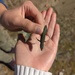Podarcis guadarramae lusitanicus - Photo (c) Raquel Ribeiro, some rights reserved (CC BY), uploaded by Raquel Ribeiro