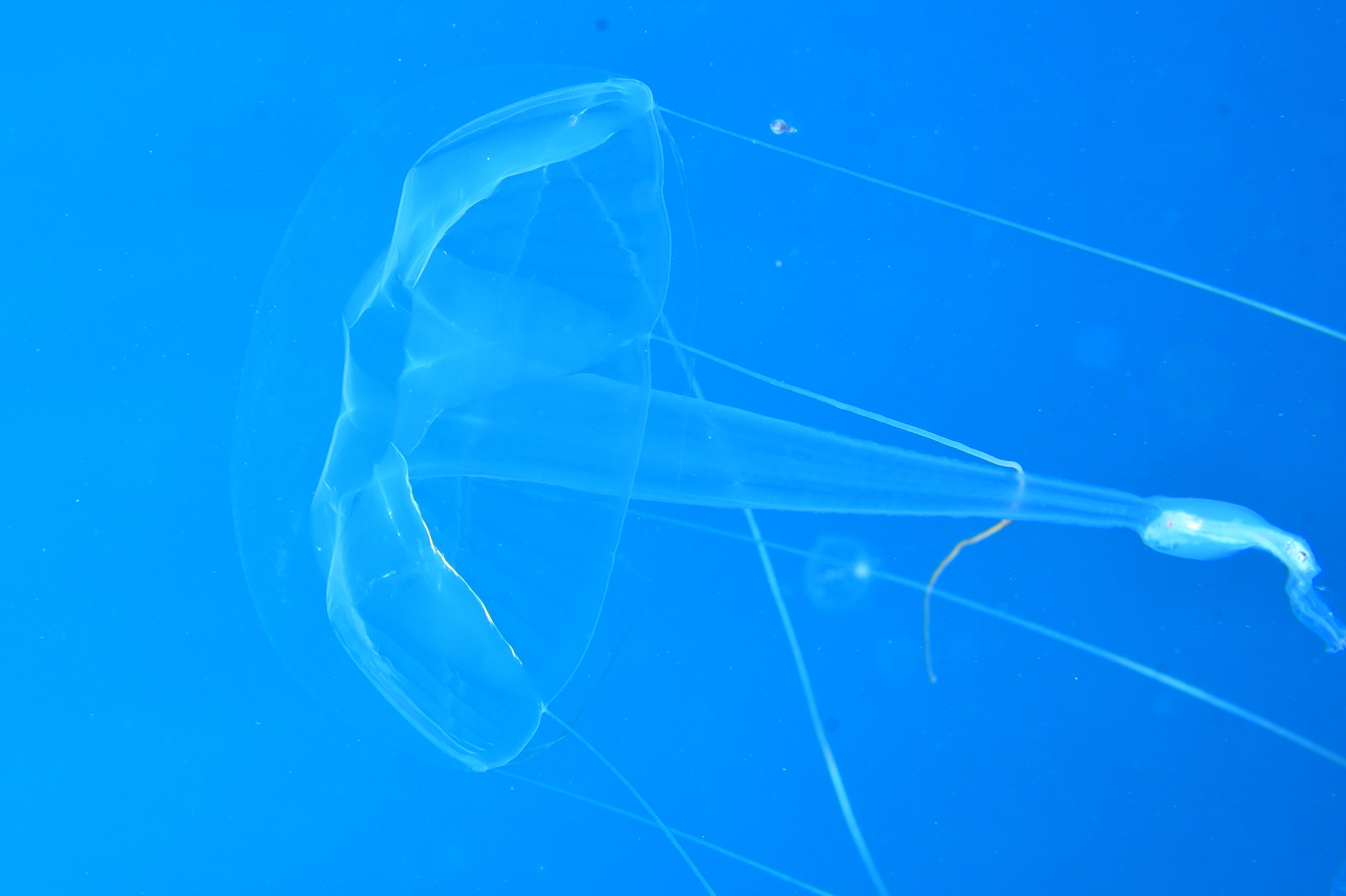 Geryonia proboscidalis (Forsskål, 1775)