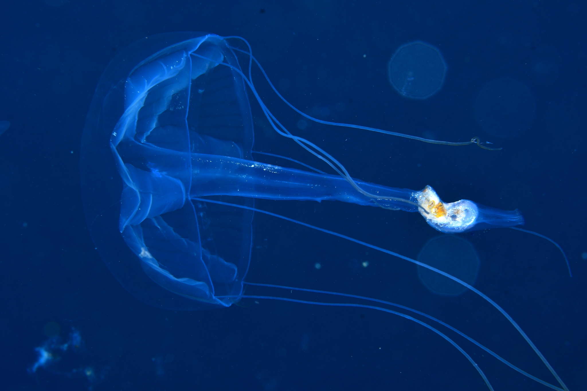 Geryonia proboscidalis (Forsskål, 1775)