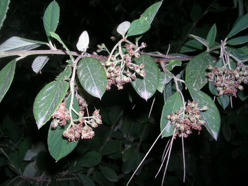 Cotoneasters - Photo (c) Vicenç Roig Vidal, some rights reserved (CC BY-NC)