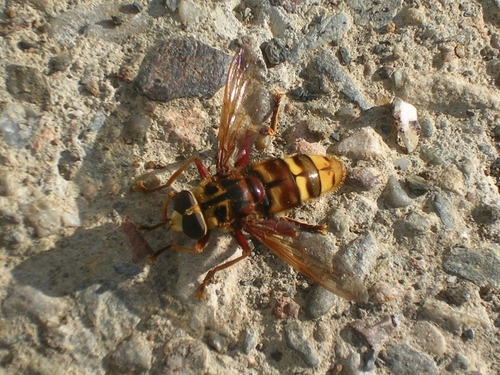 Milesia crabroniformis - Photo (c) Vicenç Roig Vidal, some rights reserved (CC BY-NC)