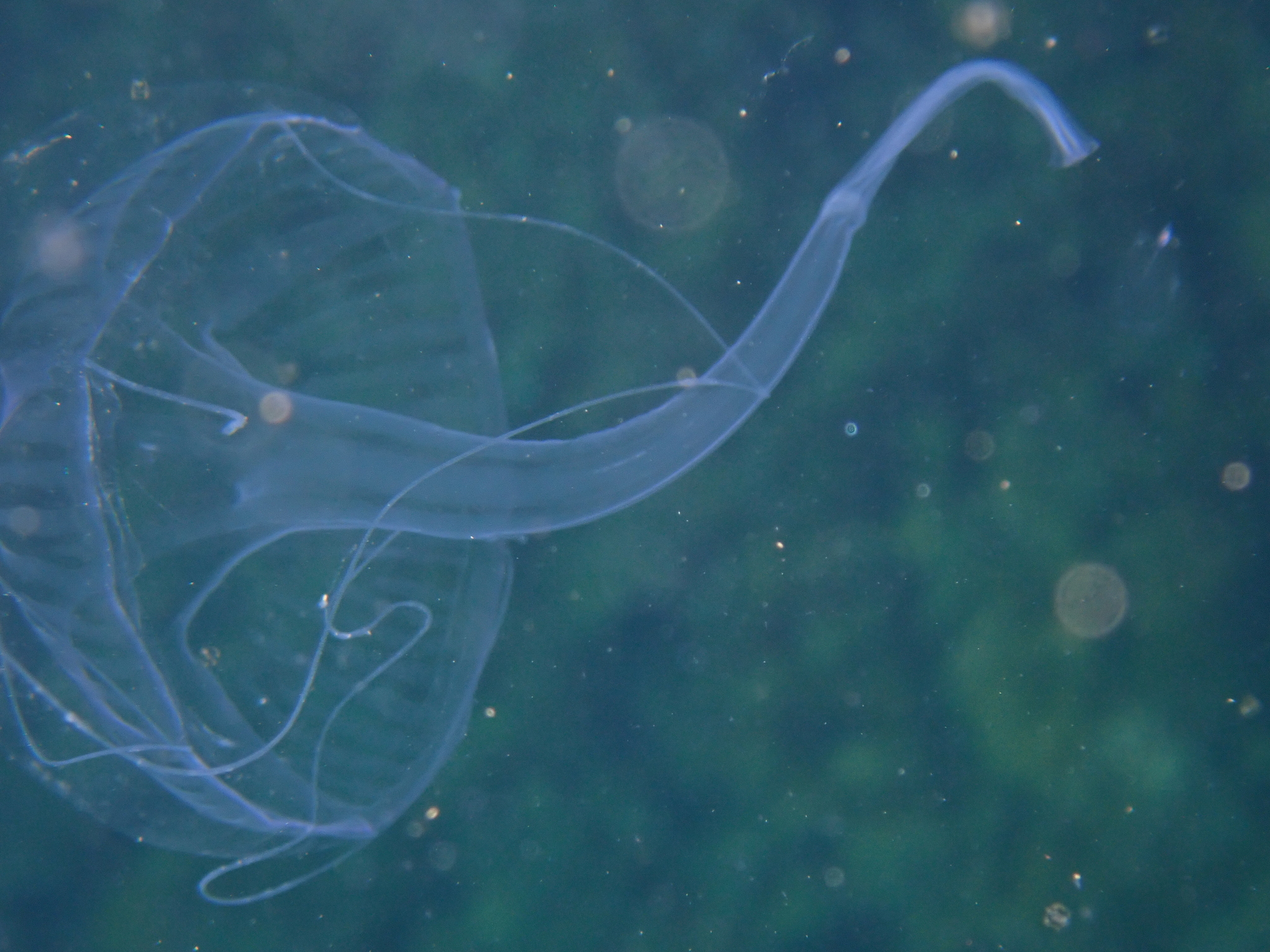 Geryonia proboscidalis (Forsskål, 1775)