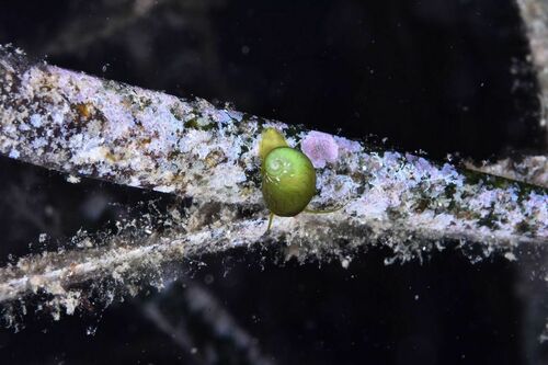 Emerald Nerite - Photo (c) xavi salvador costa, some rights reserved (CC BY-NC)