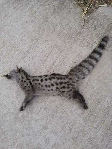 Northern Small-spotted Genet - Photo (c) Vicenç Roig Vidal, some rights reserved (CC BY-NC)