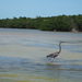 Ardea herodias - Photo (c) Edu Alcaniz, some rights reserved (CC BY-NC-SA), uploaded by Edu Alcaniz