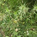 Woolly Distaff Thistle - Photo (c) Λαγογιάννης Ανδρέας, some rights reserved (CC BY), uploaded by Λαγογιάννης Ανδρέας