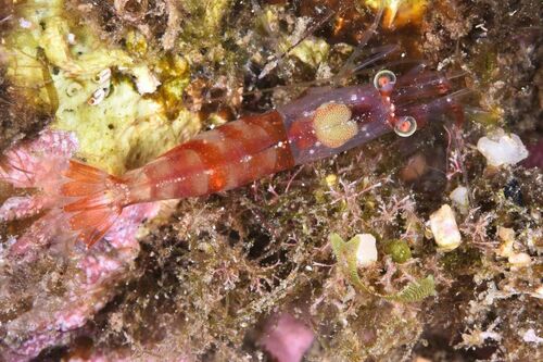 Night Shrimps (Family Processidae) · MINKA