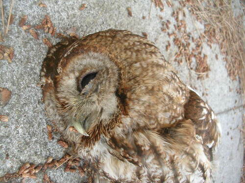 Wood Owls and Allies - Photo (c) Vicenç Roig Vidal, some rights reserved (CC BY-NC)
