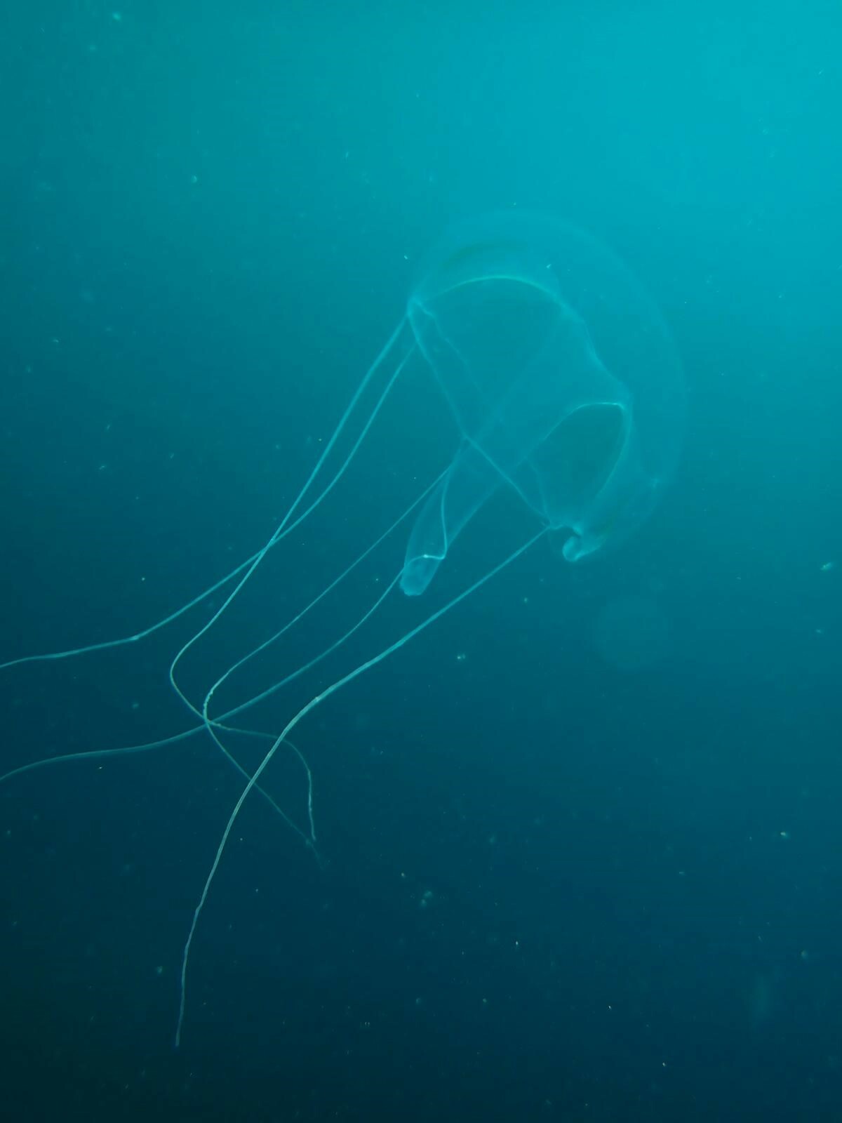 Geryonia proboscidalis (Forsskål, 1775)