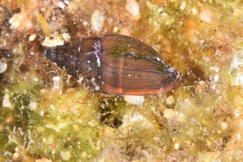 Pusia ebenus - Photo (c) xavi salvador costa, some rights reserved (CC BY-NC)