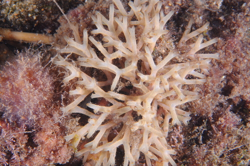 Scinaia furcellata - Photo (c) xavi salvador costa, some rights reserved (CC BY-NC)