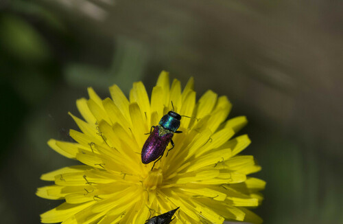 Jewel Beetles - Photo (c) piripip, some rights reserved (CC BY-NC)