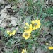 Horseshoe Vetch - Photo (c) Manel Ortega, some rights reserved (CC BY), uploaded by Manel Ortega