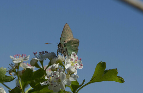 Green Hairstreaks - Photo (c) piripip, some rights reserved (CC BY-NC)
