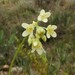 Tuberous Meadow-Rue - Photo (c) Manel Ortega, some rights reserved (CC BY), uploaded by Manel Ortega