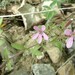 Saponaria ocymoides - Photo (c) Manel Ortega, some rights reserved (CC BY), uploaded by Manel Ortega