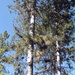Black Pine - Photo (c) Manel Ortega, some rights reserved (CC BY), uploaded by Manel Ortega