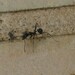 Aphaenogaster senilis - Photo (c) Manel Ortega, some rights reserved (CC BY), uploaded by Manel Ortega