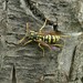 Typical Paper Wasps - Photo (c) Manel Ortega, some rights reserved (CC BY), uploaded by Manel Ortega