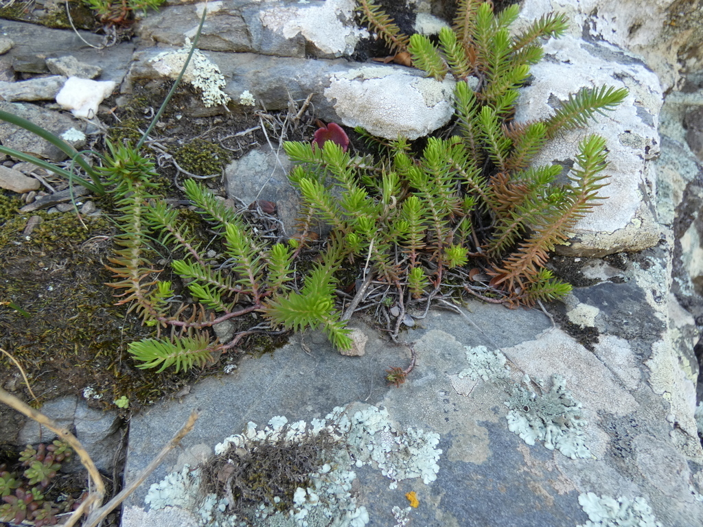 Reflexed Stonecrop - Photo (c) Manel Ortega, some rights reserved (CC BY), uploaded by Manel Ortega