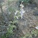 Ground-Pine - Photo (c) Manel Ortega, some rights reserved (CC BY), uploaded by Manel Ortega