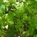 Smyrnium perfoliatum - Photo (c) Manel Ortega, some rights reserved (CC BY), uploaded by Manel Ortega