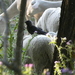 Eurasian Jackdaw - Photo (c) Manel Ortega, some rights reserved (CC BY), uploaded by Manel Ortega