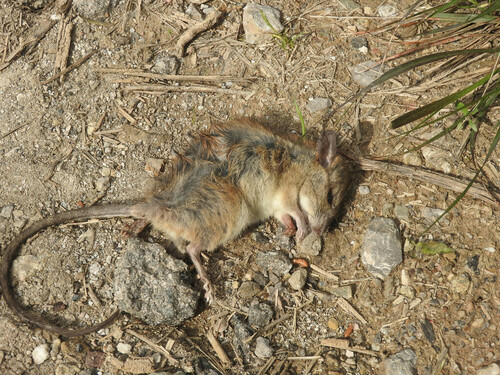 European Wood Mouse - Photo (c) piripip, some rights reserved (CC BY-NC)