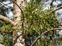 European Mistletoe - Photo (c) Manel Ortega, some rights reserved (CC BY), uploaded by Manel Ortega