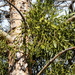 European Mistletoe - Photo (c) Manel Ortega, some rights reserved (CC BY), uploaded by Manel Ortega