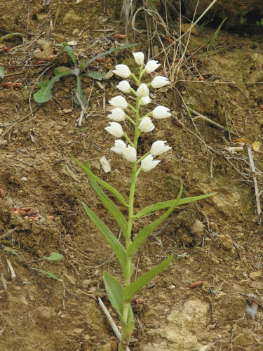 Narrow-leaved Helleborine - Photo (c) piripip, some rights reserved (CC BY-NC)