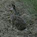 Lepus europaeus - Photo (c) Manel Ortega, some rights reserved (CC BY), uploaded by Manel Ortega