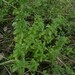 Mentha pulegium - Photo (c) Manel Ortega, some rights reserved (CC BY), uploaded by Manel Ortega