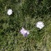 Dianthus hyssopifolius - Photo (c) Manel Ortega, some rights reserved (CC BY), uploaded by Manel Ortega