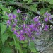 Centaurium erythraea - Photo (c) Manel Ortega, some rights reserved (CC BY), uploaded by Manel Ortega