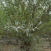 White Willow - Photo (c) Manel Ortega, some rights reserved (CC BY), uploaded by Manel Ortega