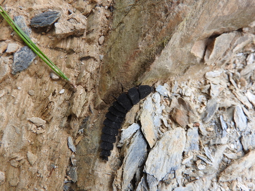 Mediterranean Pale Glow-Worm - Photo (c) piripip, some rights reserved (CC BY-NC)