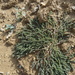 Euphorbia prostrata - Photo (c) Manel Ortega, some rights reserved (CC BY), uploaded by Manel Ortega