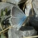 Polyommatus coridon - Photo (c) Manel Ortega, some rights reserved (CC BY), uploaded by Manel Ortega