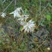 Common Kidney-Vetch - Photo (c) Manel Ortega, some rights reserved (CC BY), uploaded by Manel Ortega