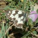 Melanargia galathea - Photo (c) Manel Ortega, some rights reserved (CC BY), uploaded by Manel Ortega