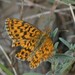 Weaver's Fritillary - Photo (c) Manel Ortega, some rights reserved (CC BY), uploaded by Manel Ortega