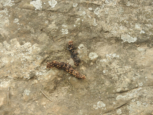 Stone Marten - Photo (c) piripip, some rights reserved (CC BY-NC)