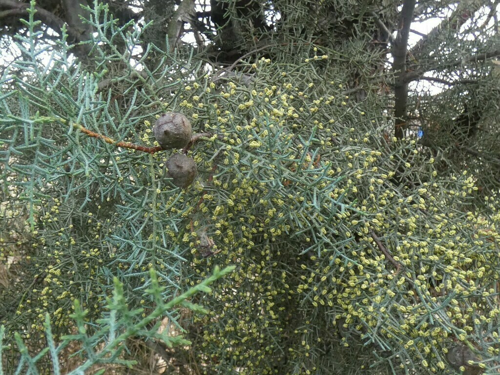 Rough-Barked Arizona Cypress - Photo (c) Manel Ortega, some rights reserved (CC BY), uploaded by Manel Ortega