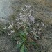 Limonium narbonense - Photo (c) Manel Ortega, some rights reserved (CC BY), uploaded by Manel Ortega